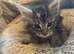 Pedigree Maine Coon Kittens