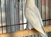 Lovebirds