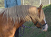 QUALITY SEC C 3yr filly