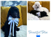 Standard poodle pups