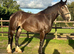 Chocolate Dun Irish Gelding