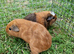 2California x boys guinea pigs IP3