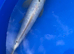Koi carp 38cm ginrin bekko