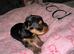 Beautiful Yorkshire terrier boy