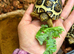 Leopard Tortoise Babies- both Standard colour & rare High White colouring