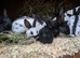 Hand reared purebred baby English rabbits-ready soon!