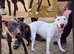 Working line english bullterrier