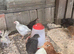Mixed chickens