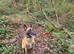 Proven Belgian Malinois Stud – Sharky (5 Years Old)