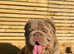 Lilac tri Full Suit Fluffy English Bulldog For Stud