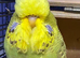 Exhibition Budgies