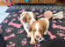 Beautiful Working Cocker Spaniel Puppies