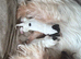 Beautiful Yorkie Biewer terrier for sale