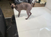 Female Sphynx Kitten
