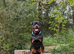 Beautiful proven Rottweiler Stud