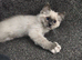 Male GCCF ragdoll 16 weeks