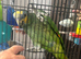 Amazon orange winged parrot