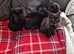 4 beautiful kittens