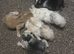 Old English cross lion lop bunny's