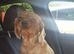 Wilma 4 year old ruby king Charles Spaniel
