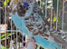 Various Quality Beautiful Budgies