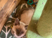 Traditional siamese 1 girl left