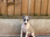 Beautiful whippet puppies