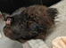 Black Silkie Cockrell