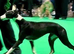Stunning pure bred Whippet puppy