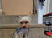 Tiny boy Koby for stud only, silver Yorkshire terrier
