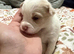Jug puppies