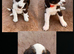 Cocker spaniel puppies