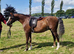 12.2hh 10 year old registered welsh section b gelding