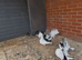 Coloured Garden Fantail Pigeon