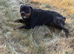 Female Rottweiler Imported from Serbia