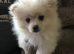 Pomeranian puppies