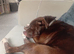 Staffy cross
