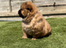 KC registered adorable chow chow puppies