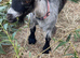 2 x 20 month old Pygmy goats