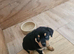 Rottweiler puppies