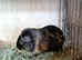2 boar available