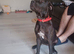 Female Cane Corso