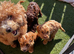 Cockapoo puppies