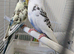 Lovely pied Budgies pair 3 months
