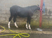 Quality section A colt