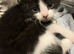 Playful kittens looking for forever homes