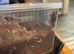 Sazima&rsquo;s Tarantula