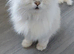 Chinchilla persian