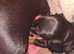 Beautiful Black and Tan Puppies