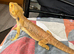 Hypo Bearded Dragon